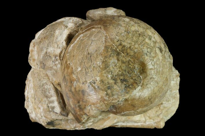 Permian Fossil Ammonite (Waagenia) - Kazakhstan #162635